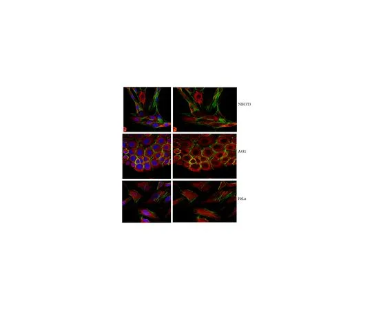 62-8501-38 Anti-FIP200, clone 14E11.2 MABC128