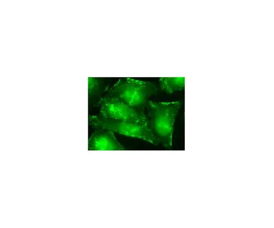 62-8526-13 Anti-Septin-9 Antibody, clone 1A6C2 MABT321