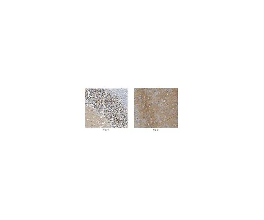 62-8519-39 Anti-NEGR1, Clone 4H2.1 MABN736