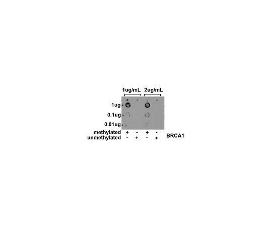 62-8505-22 Anti-5-methylcytosine, clone 33D3; 100 μg MABE146