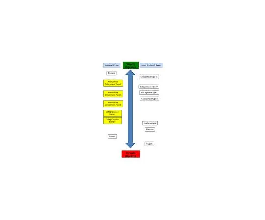 62-8532-85 Animal Free Collagenase, Type B SCR137
