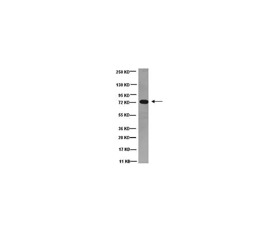 62-8491-51 Anti-Dynein, 74 kDa Intermediate chains, cytoplasmic, clone 74.1; 100 μg MAB1618