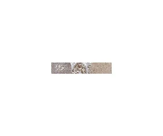 62-8503-86 Anti-PME1 Antibody, clone 8A6-F8 MABC1183