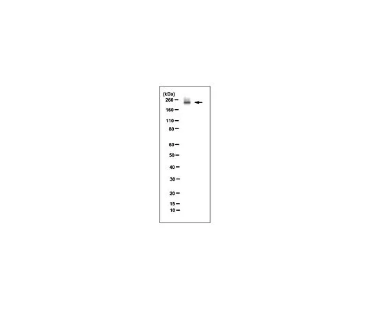 62-8507-56 Anti-Mi-2β, clone 2G8 MABE915