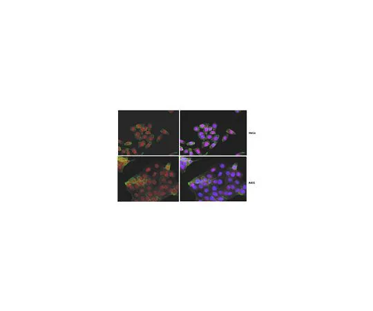 62-8501-76 Anti-Yes-associated protein (YAP1), clone 4D1.1; 100 μg MABC203