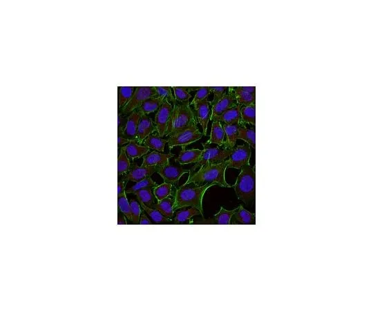 62-8491-53 Anti-Dynein, IC, cytosolic Antibody, clone 74.1, Alexa Fluor(R) 555 conjugate MAB1618-AF555