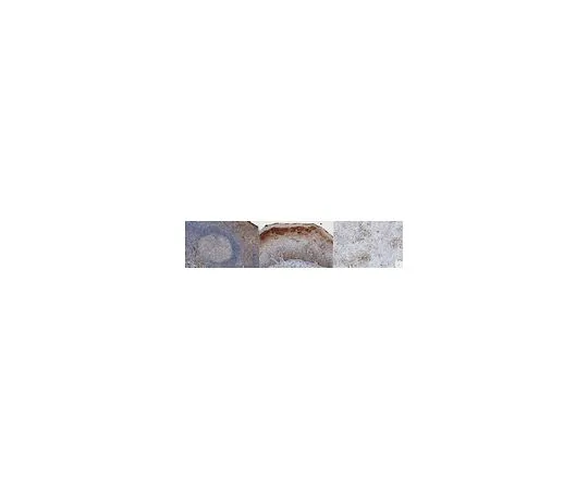 62-8508-32 Anti-CtIP Antibody, clone 11-1 MABE1072