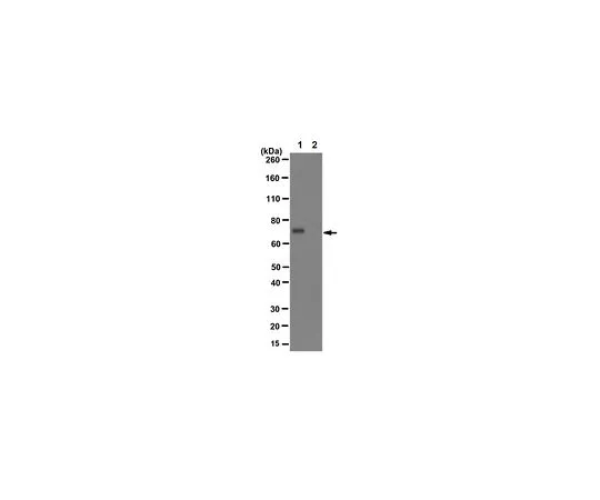 62-8505-57 Anti-Protein-arginine deiminase 4, clone 10F1 MABE254