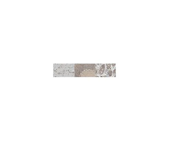 62-8524-24 Anti-Synembryn-A/Ric8A Antibody, clone 3E1 MABS1241