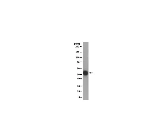 62-8522-33 Anti-monoglycylated Tubulin, TAP 952 MABS277