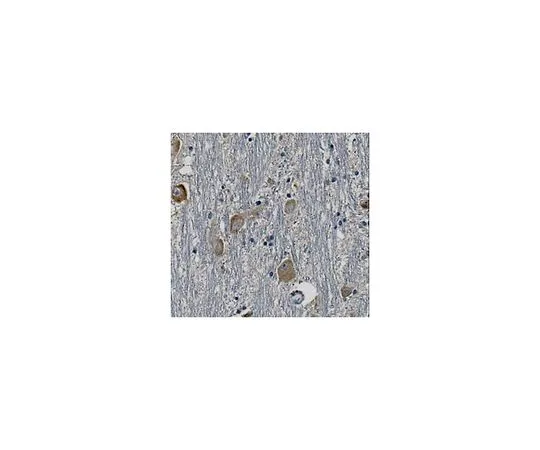 62-8518-95 Anti-Synaptotagmin-7 Antibody, clone N275/14 Cat. No. MABN665 MABN665