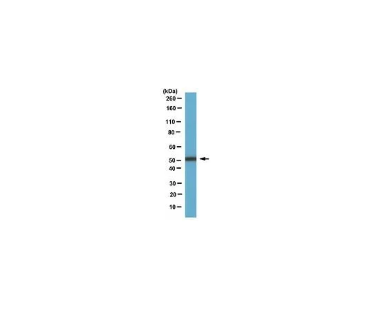 62-8470-37 Anti-RhoGAP1 Antibody ABS492 ABS492