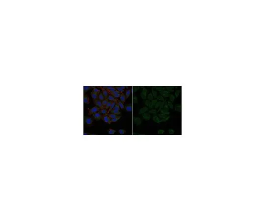 62-8526-87 Anti-Connexin 43 Antibody, CT Antibody, clone 1C5.1 Antibody, Alexa Fluor(R) 488 Conjugate MABT528-AF488