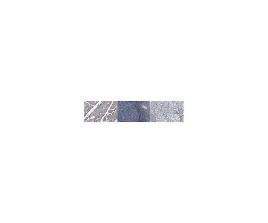 62-8524-92 Anti-CYB5R3 Antibody, clone 1D9.2 MABS1727