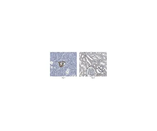 62-8522-70 Anti-PER2, clone 7H4.1 Antibody MABS462