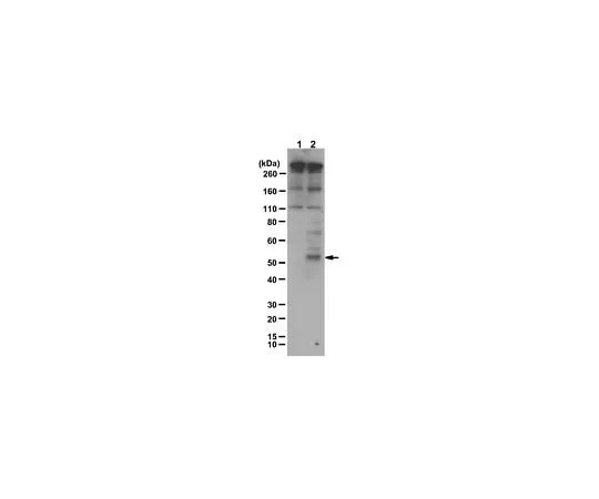 62-8468-61 Anti-Stra8 Antibody ABN1656