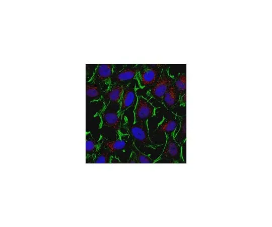 62-8473-34 Anti-Dynein Antibody, HC, cytosolic ABT266