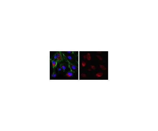 62-8508-13 Anti-Mitotic Checkpoint Protein BUB3 Antibody, clone 1A3.1 MABE1023