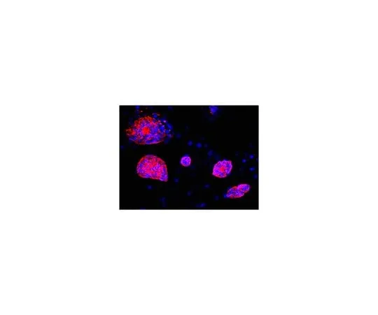 62-8496-29 Anti-SSEA1, clone MC-480, Cy3 conjugate; 100 μL MAB4301C3