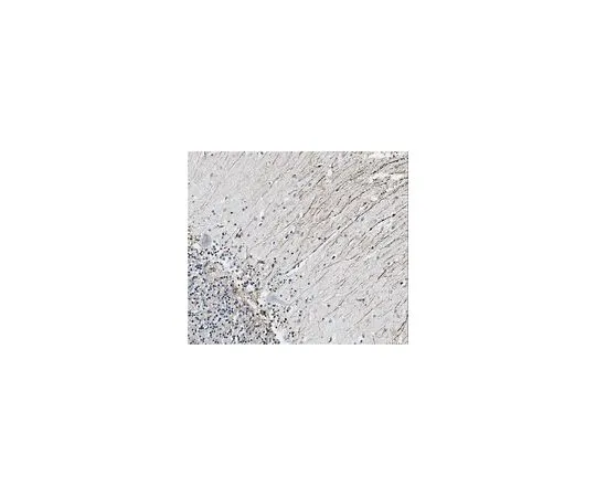 62-8519-97 Anti-Potassium Channel Kir4.1 Antibody, clone 9C9.2 MABN864