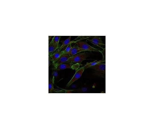 62-8492-78 Anti-Integrin β1 Antibody, clone MB1.2 Antibody, Alexa Fluor(R) 647 Conjugate MAB1997-AF647