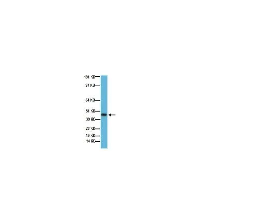62-8488-86 Anti-Growth Associated Protein 43, clone 9-1E12; 50 μg MAB347