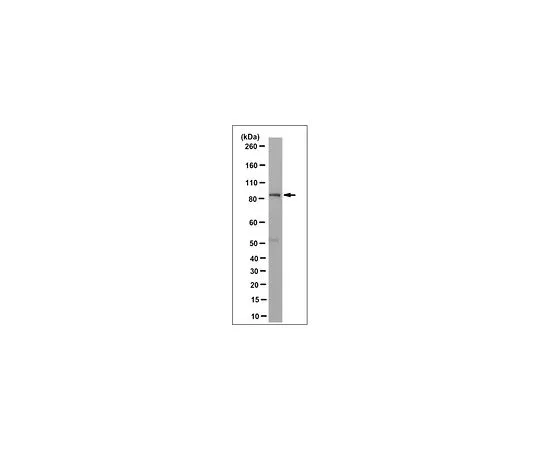 62-8523-73 Anti-Rsk1 Antibody, clone 3G5.1 MABS826