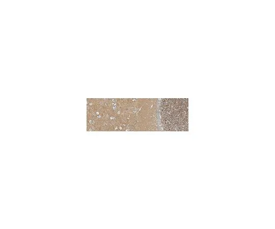 62-8521-62 Anti-DPP6 Antibody, clone 7G1.1 MABN2186