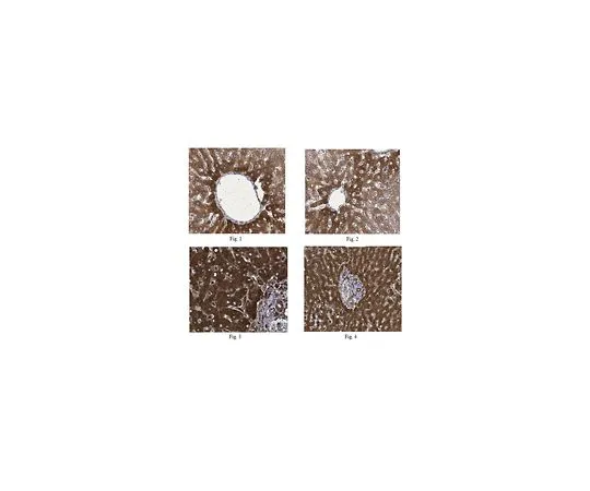62-8504-18 Anti-Cyp7a1 Antibody, clone 15B9.1 Cat. No. MABD42 MABD42
