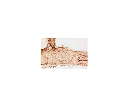 62-8489-10 Anti-Nerve Growth Factor Receptor, extracellular, clone 192-IgG; 50 μg MAB365