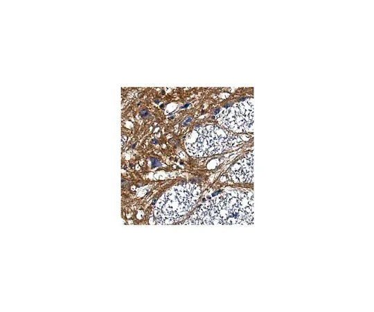 62-8518-59 Anti-Pan-Neurofascin Antibody, clone L11A/41 , Cat. No. MABN621 MABN621