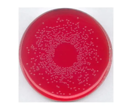 61-0198-70 BPLS Agar Medium (Modified Method) for Microbiology (Modified Method Brilliant Green-Phenol Red-Lactose-Sucrose Agar Medium) 110747 500G 1.10747.0500