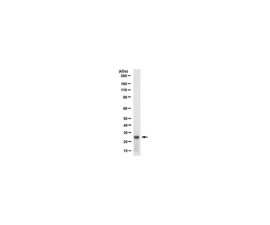62-8507-24 Anti-CBX1 (HP1 beta) Antibody, clone 5E9.1 MABE664