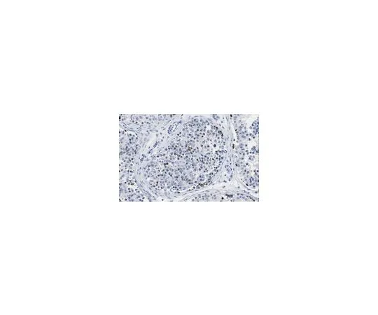 62-8508-46 Anti-PASD1 Antibody, clone 2ALCC136 (PASD1-1) MABE1110