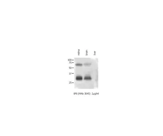 62-8494-12 Anti-Connexin 35/36, clone 8F6.2; 100 μg MAB3045