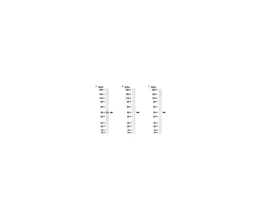 62-8504-05 Anti-phospho-PHD2 (Ser 125) Antibody, clone 4 MABC1612