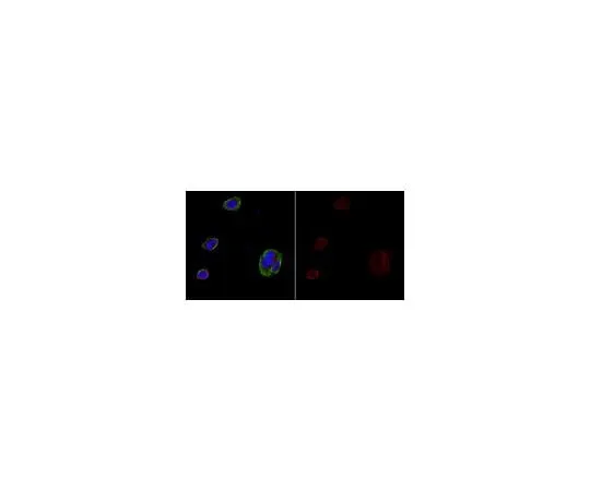 62-8488-89 Anti-APP A4 Antibody, a.a. 66-81 of APP {NT}, clone 22C11, Alexa Fluor(R) 555 MAB348-AF555
