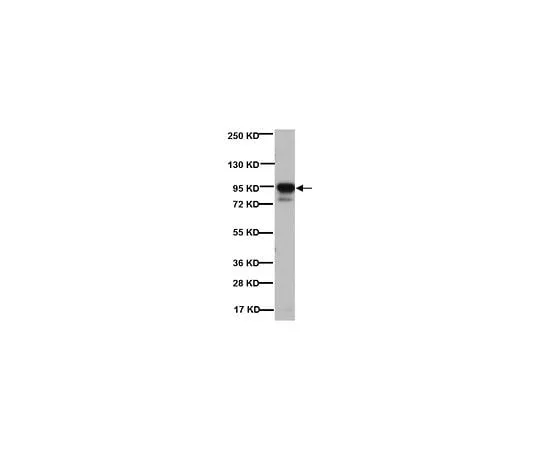 62-8491-44 Anti-Post Synaptic Density Protein 95, clone 7E3-1B8; 100 μg MAB1598