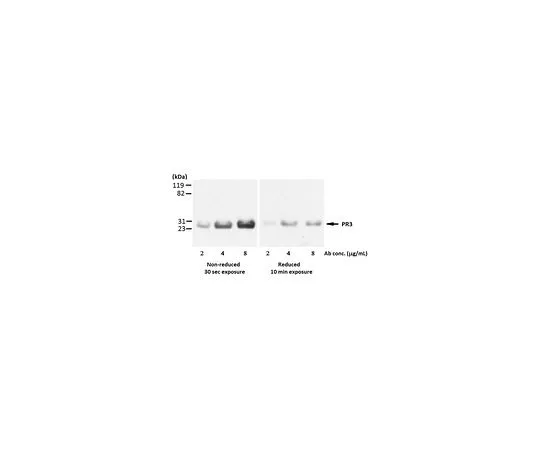 62-8513-20 Anti-Proteinase 3/PR3 Antibody, clone MCPR3-3 MABF973
