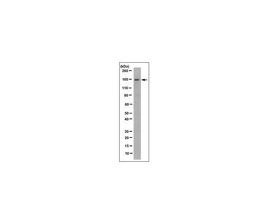 62-8524-04 Anti-SSH1 Antibody, clone 12C6.1 MABS1195