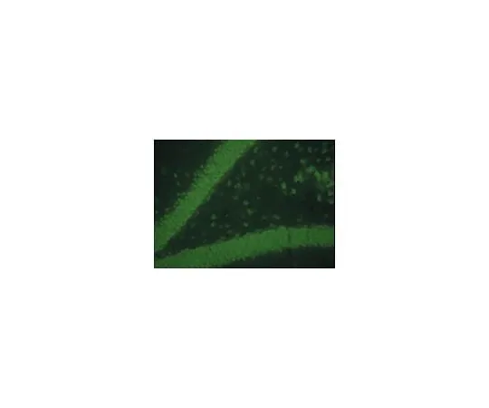 62-8476-72 Donkey anti-Mo*** IgG, FITC conjugate, Species Adsorbed: H, R, B, Eq, Gt, Sh, Rb, Ch, Gp; 500 μg AP192F