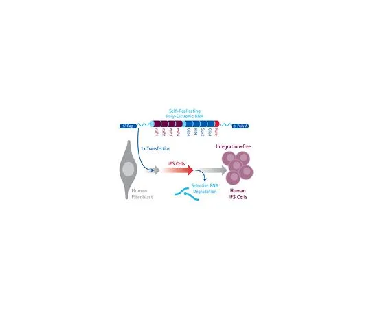 62-8533-03 Simplicon(TM) RNA Reprogramming Kit SCR550
