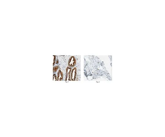 62-8501-58 Anti-Rab27B, clone 6C10.1 MABC173