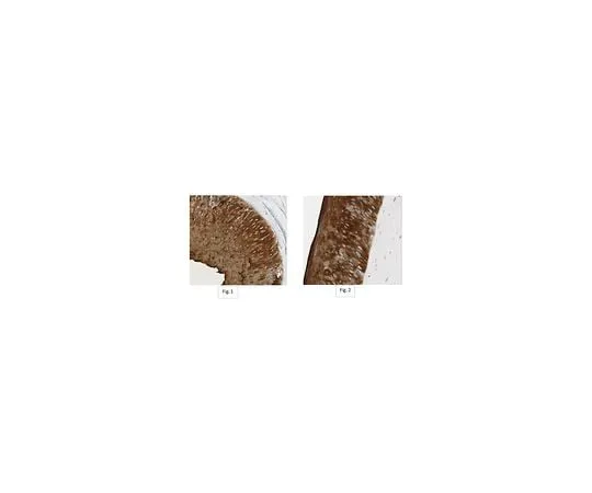 62-8479-48 Anti-Keratin K3/K76 Antibody, clone AE5 CBL218-I