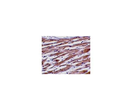 62-8470-12 Anti-UNG1 ABS449