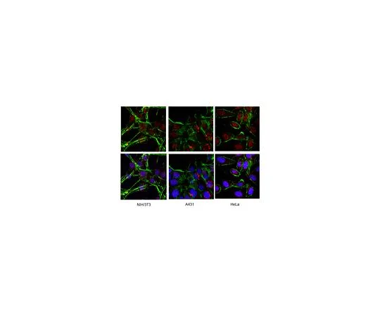 62-8497-67 Anti-Spinocerebellar Ataxia Type 3, clone 1H9; 100 μL MAB5360