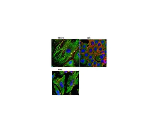 62-8493-89 Anti-Zyxin, clone 14E11.1; 100 μg MAB2610