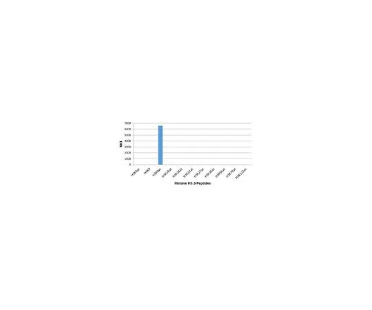 62-8507-14 Anti-acetyl-Histone H3 (Lys9) Antibody, clone RM161 MABE645