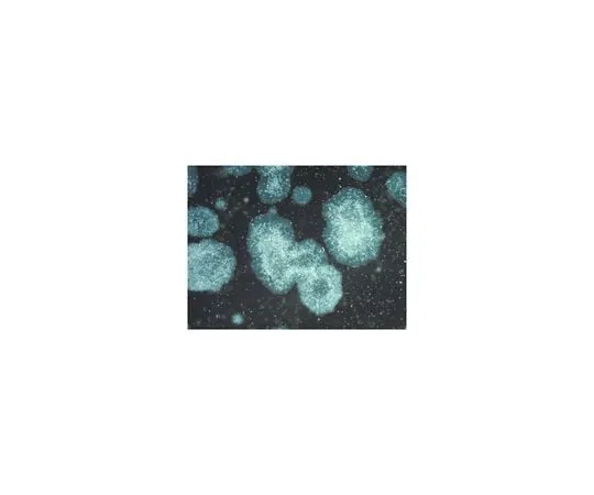 62-8480-43 PluriSTEM-XF(TM) Recombinant Vitronectin CC130