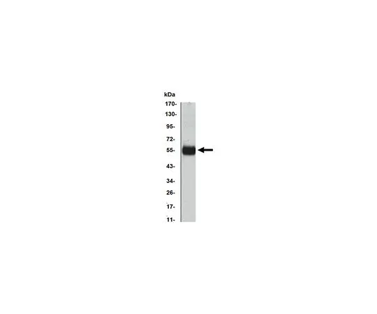 62-8507-03 Anti-CDKN1B , clone 3D8 Antibody MABE634